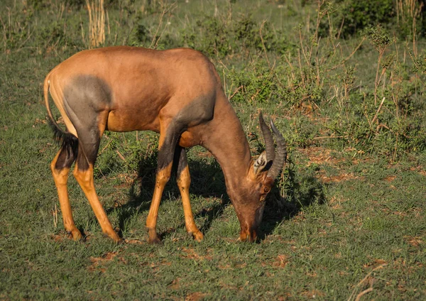 Tsessebe comum em um campo de grama em Masai Mara — Fotografia de Stock