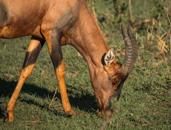Tsessebe comum em um campo de grama em Masai Mara — Fotografia de Stock