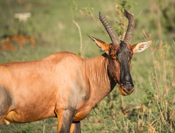 Tsessebe comune su un campo di erba in Masai Mara — Foto Stock