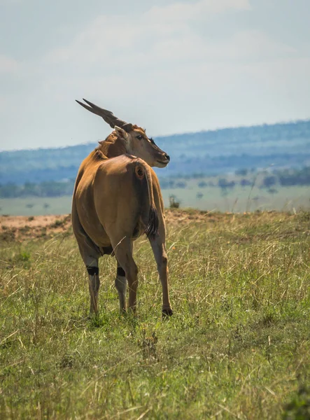 Antilopi africani della cannabis a Masai Mara in Kenya — Foto Stock