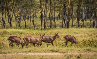 Kenya'daki Masai Mara Afrika su keçi