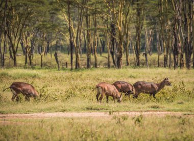 Kenya'daki Masai Mara Afrika su keçi