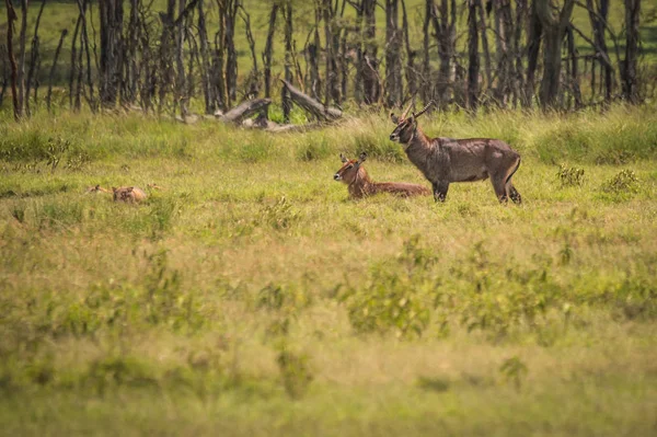 Koza wodociągów i kanalizacji w Masai Mara w Kenii — Zdjęcie stockowe