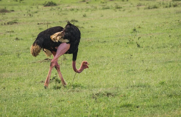 Big African Ostrich in Masai Mara in Kenya — Stock Photo, Image