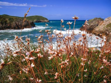 Benzersiz çok güzel plaj kaka Asturias ve: Cantabria, Spain