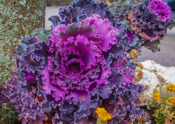 Fiori viola simili a cavolo in autunno, Spagna — Foto Stock