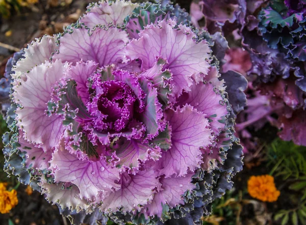 Purple flowers resembling cabbage in autumn, Spain — Stock Photo, Image