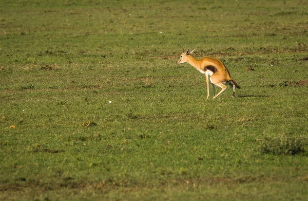 Antelope Thompson a Masai Mara in Kenya — Foto Stock