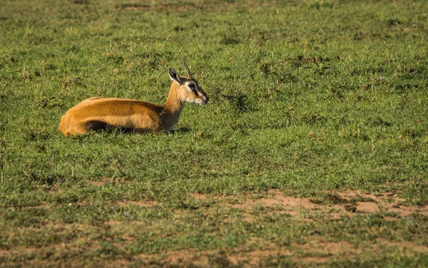 Антилопа Томпсон в Масаи Мара в Кении — стоковое фото