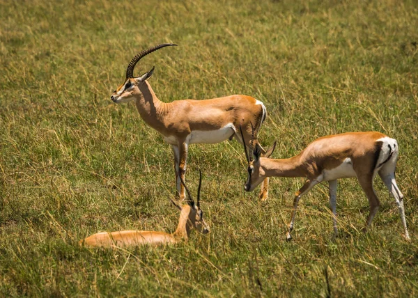 Antelope Thompson in de Masai Mara in Kenia — Stockfoto
