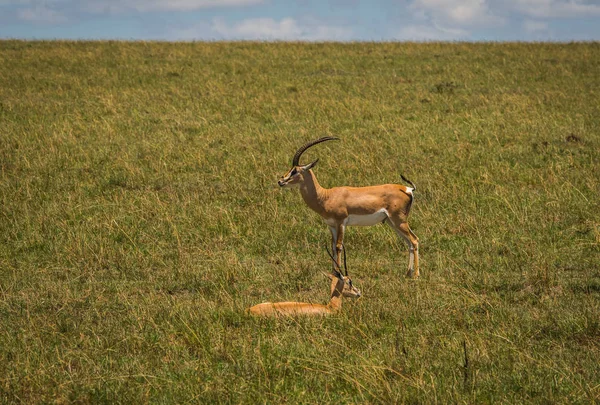 Antelope Thompson in de Masai Mara in Kenia — Stockfoto