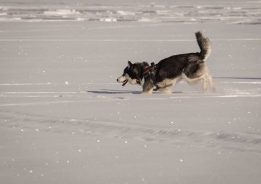 Kışın kar sahada oynayan köpek Husky