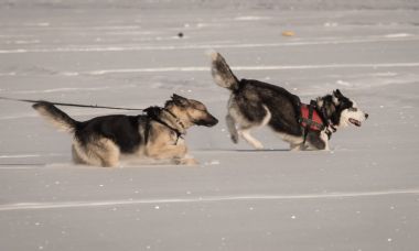 Kışın kar sahada oynayan köpek Husky