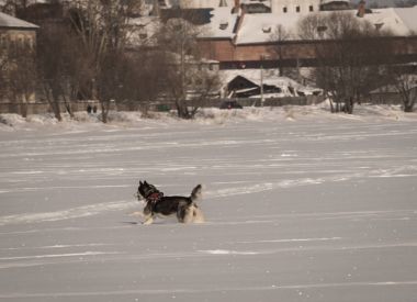 Kışın kar sahada oynayan köpek Husky