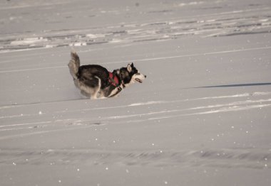 Kışın kar sahada oynayan köpek Husky
