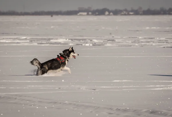 Perro Husky jugando en un campo de nieve en invierno —  Fotos de Stock