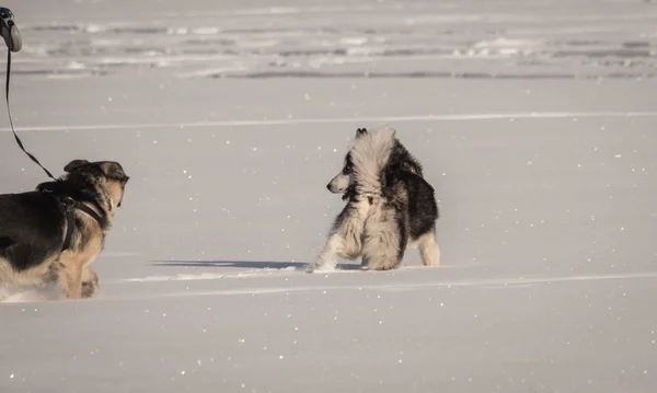 Perro Husky jugando en un campo de nieve en invierno —  Fotos de Stock