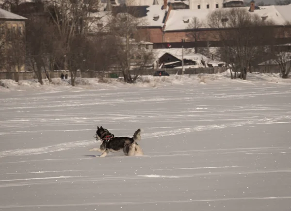 Pies Husky grając na polu śniegu w zimie — Zdjęcie stockowe