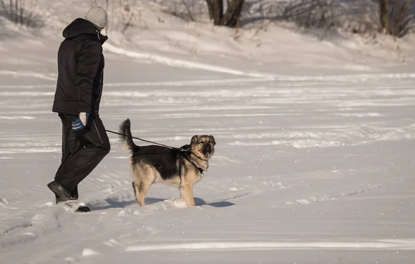 Perro en un campo de nieve en invierno —  Fotos de Stock