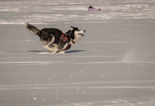 Kışın kar sahada oynayan köpek Husky — Stok fotoğraf