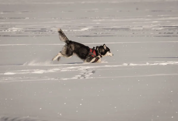 Husky psa hrát na hřišti sněhu v zimě — Stock fotografie
