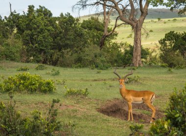Kenya'daki Masai Mara Afrika antilop Impala