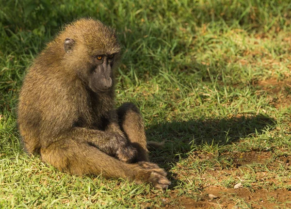 Babuínos macacos perto do Lago Nakuru no Quênia — Fotografia de Stock