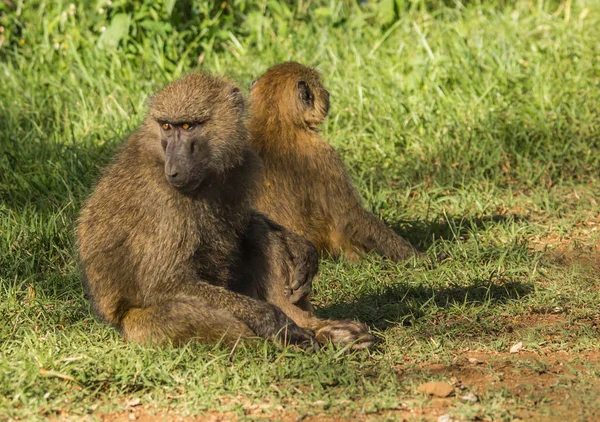 Maymun Babunlar Gölü Nakuru Kenya yakın: