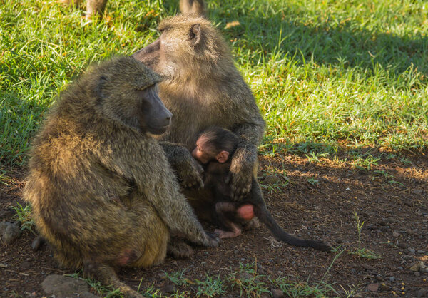 Monkey baboons near Lake Nakuru in Kenya