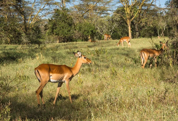 Afrikaanse antilopen impala in de Masai Mara in Kenia — Stockfoto