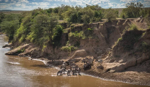 Cebras y ñus durante la migración de Serengeti a Masai M — Foto de Stock