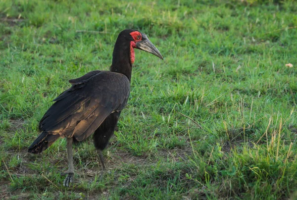 Großer schwarzer Vogel mit rotem Kopf in Masai Mara, Kenia — Stockfoto