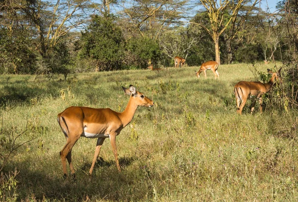 African antelopes  impala in Masai Mara in Kenya Stock Picture