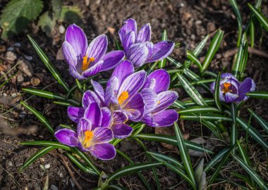 Birkaç çiğdemler ilkbaharda siyah toprak büyüyen
