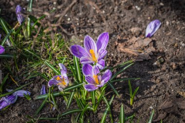 Birkaç çiğdemler ilkbaharda siyah toprak büyüyen