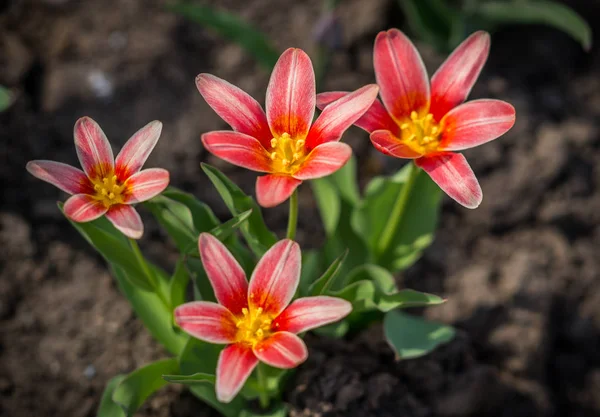 Кілька тюльпанів, що ростуть з чорної землі навесні — стокове фото