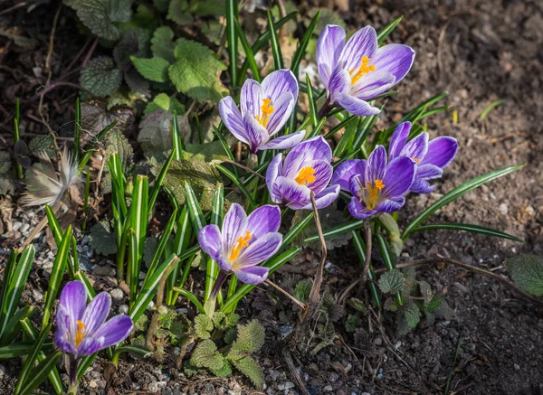 Several crocuses growing from black soil in springtime — Stock Photo, Image