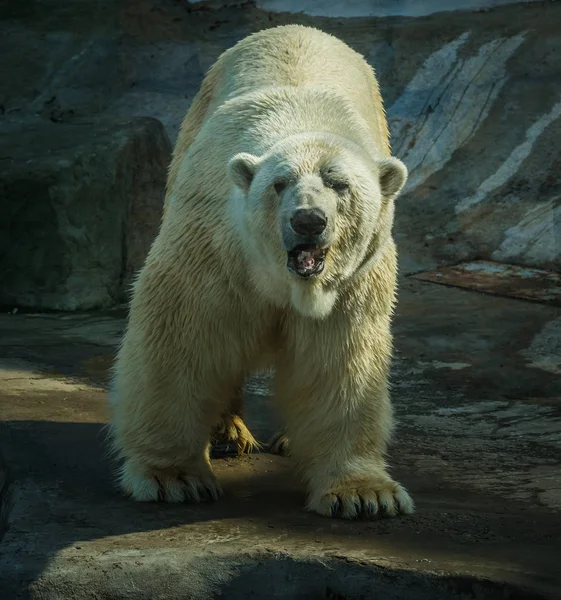 Ogromny biały niedźwiedź wiosną na spacerze — Zdjęcie stockowe