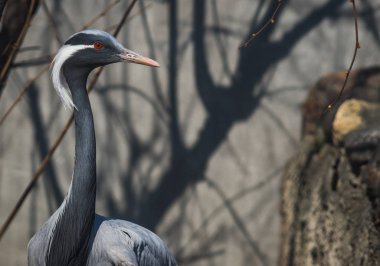 Beyaz tutam ile büyük gri balıkçıl portresi
