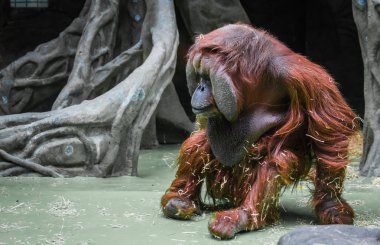 Yuvarlak yüz ile büyük kırmızı orangutan
