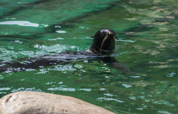 Морской лев, плавающий в зеленой воде — стоковое фото