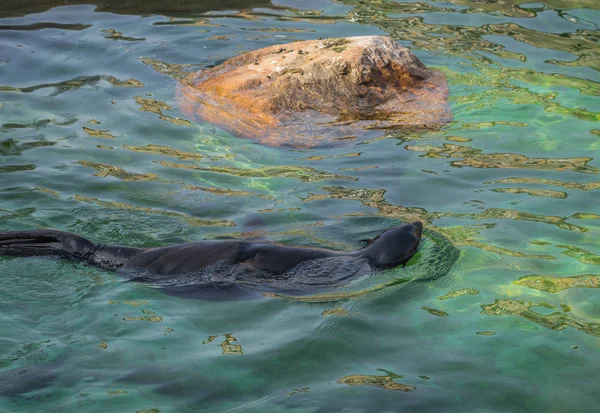 Морський лев плаває у зеленій воді — стокове фото
