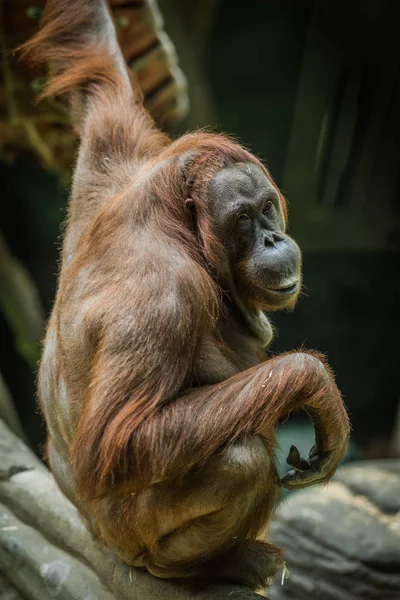 Большой красный орангутанг с круглым лицом — стоковое фото