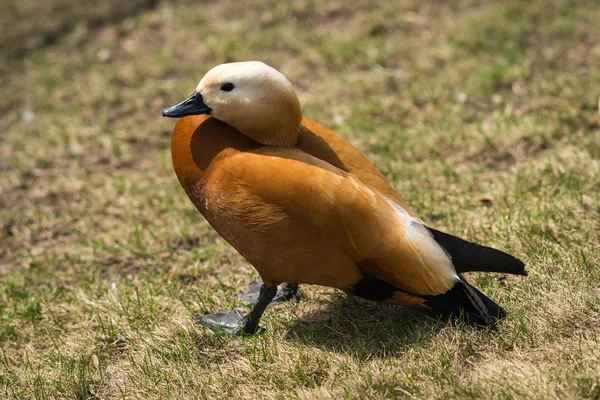 Canard mandarin dans un habitat naturel — Photo