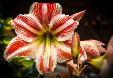 Taze kırmızı beyaz bahar çiçekleri amaryls