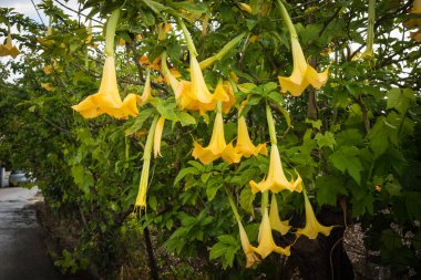 Güzel bahar çiçek ve bitki Yunanistan
