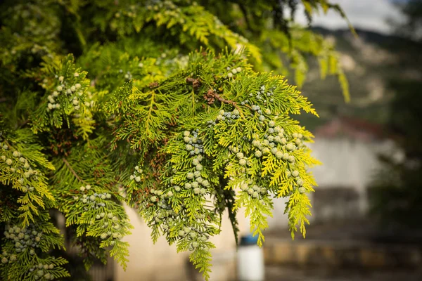 Prachtige Lentebloemen en planten in Griekenland — Stockfoto