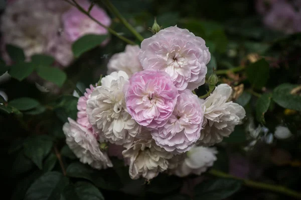 Beautiful spring flowers and plants in Greece — Stock Photo, Image