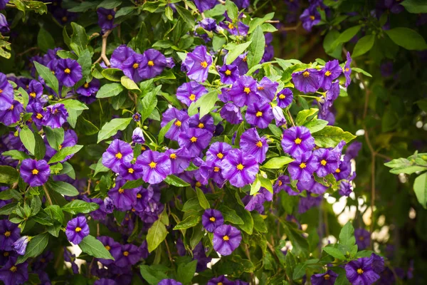아름 다운 봄 꽃과 식물 그리스 — 스톡 사진
