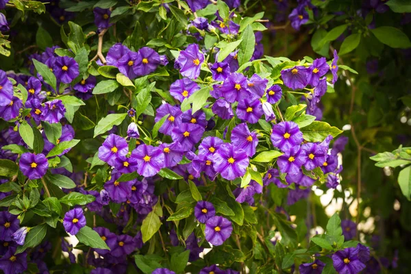 Prachtige Lentebloemen en planten in Griekenland — Stockfoto